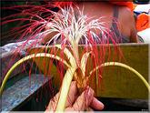Flore du monde