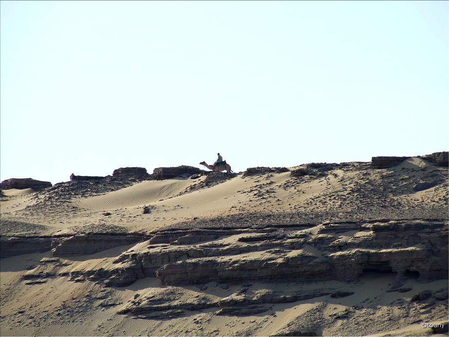 Assouan - chamo