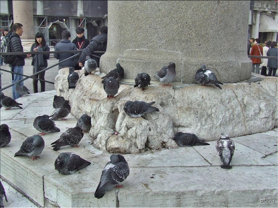 pigeons au pied d'une colonne de la piazetta
