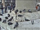 pigeons au pied d'une colonne de la piazetta