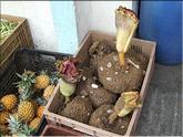 songe paté - cambar - Amorphophallus paeoniifolius