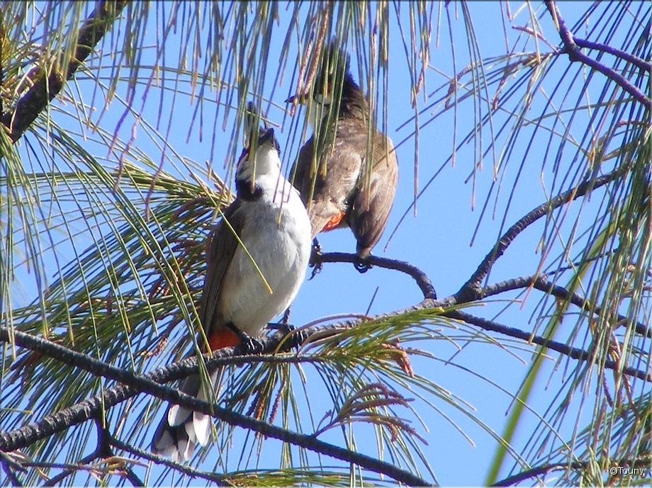 oiseaux