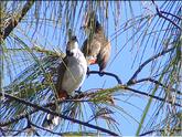 oiseaux