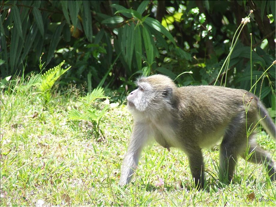 singe