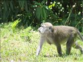 singe