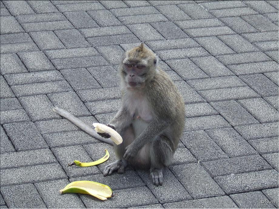 singe 