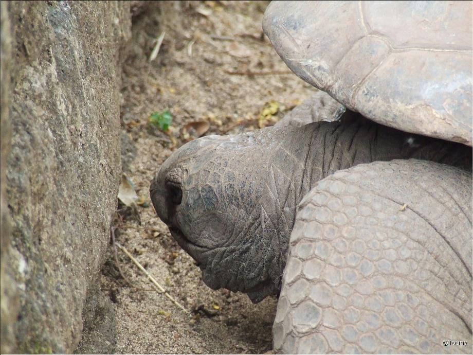tortue