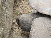 tortue