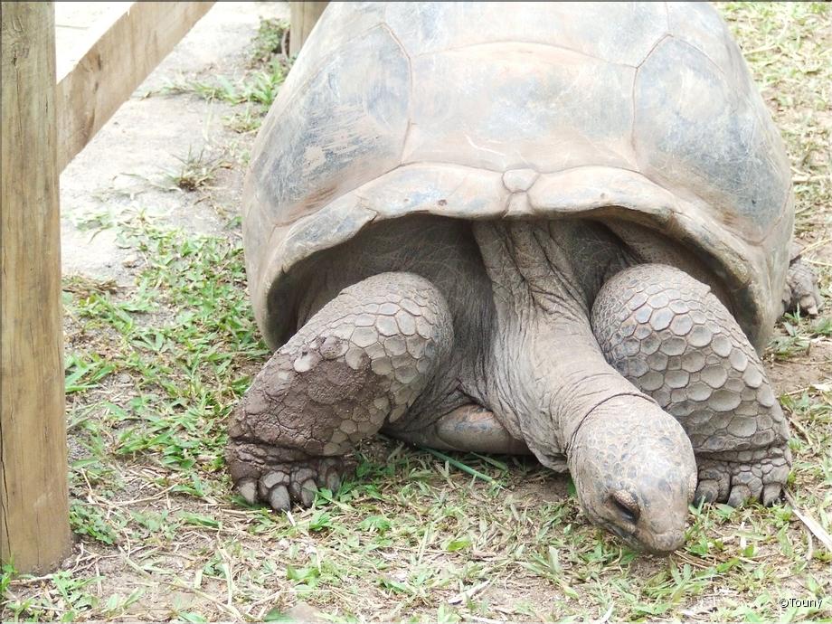 tortue