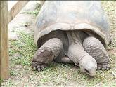 tortue