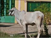vache