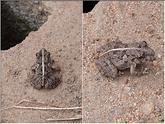 grenouille