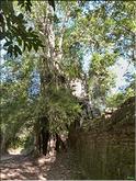 Ta Prohm