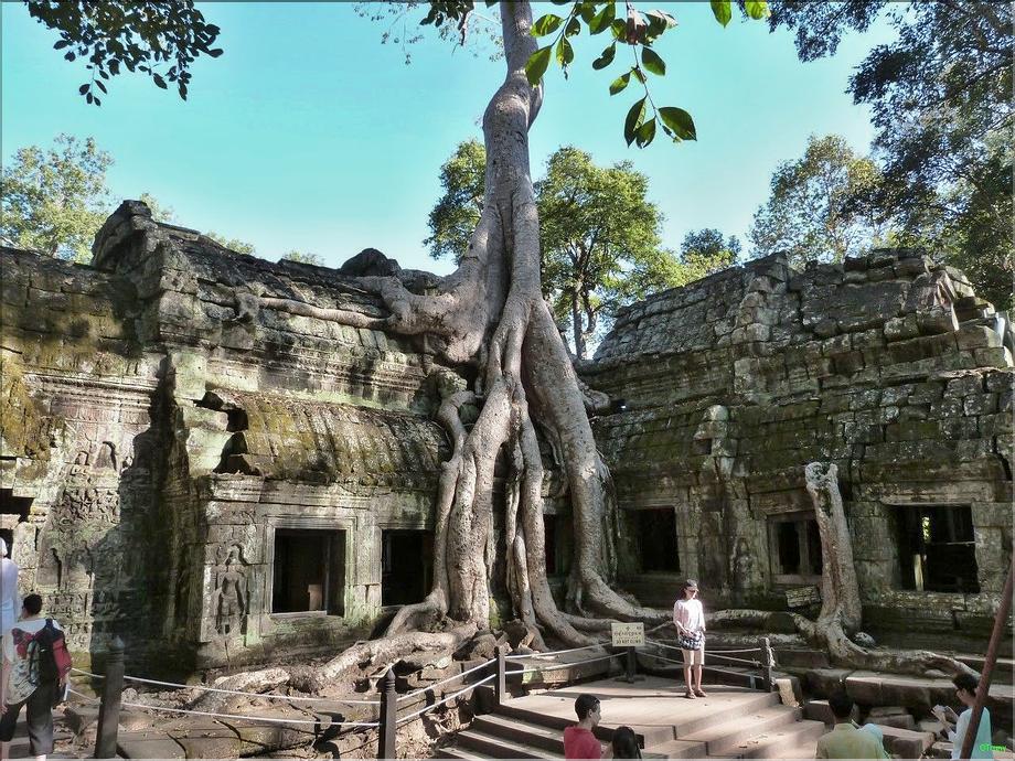 Ta Prohm-figuier=ficus=Banian