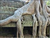 Ta Prohm - racine de ficus