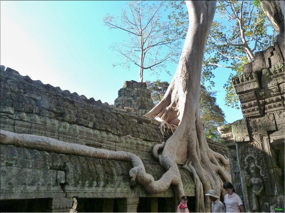 Ta Prohm - banian
