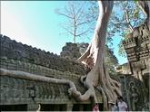 Ta Prohm - banian