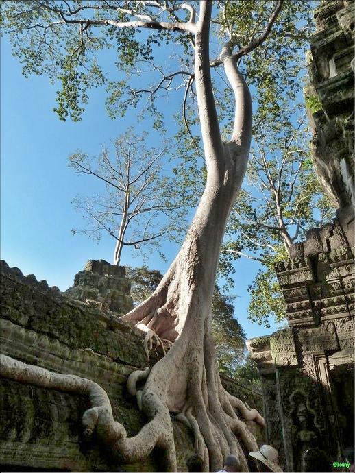 Ta Prohm - figuier de ruines