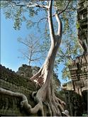Ta Prohm - figuier de ruines