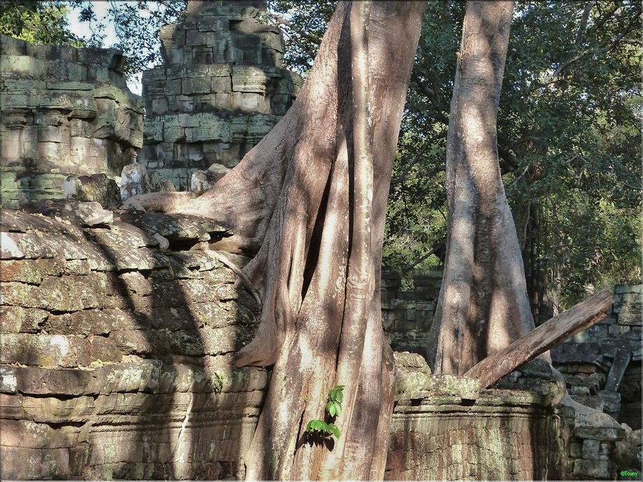 Ta Prohm