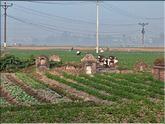 tombes dans les champs