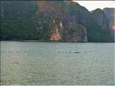 baie de Ha long - ostreiculture perlière