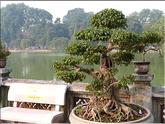 Hanoi - temple montagne de jade - Bonza