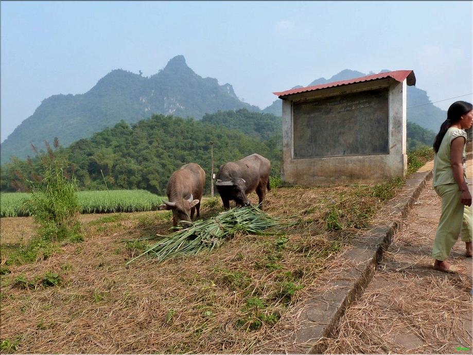 Hoa binh - village muong