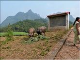 Hoa binh - village muong