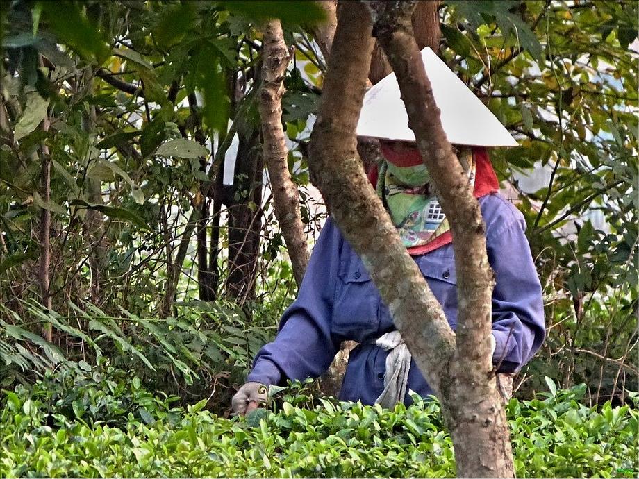 Hoa binh - théiers