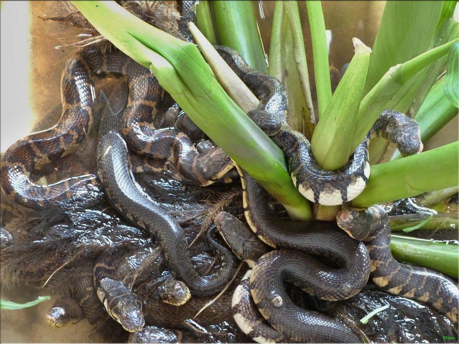 Cai be - élevage de serpents