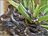 Cai be - élevage de serpents