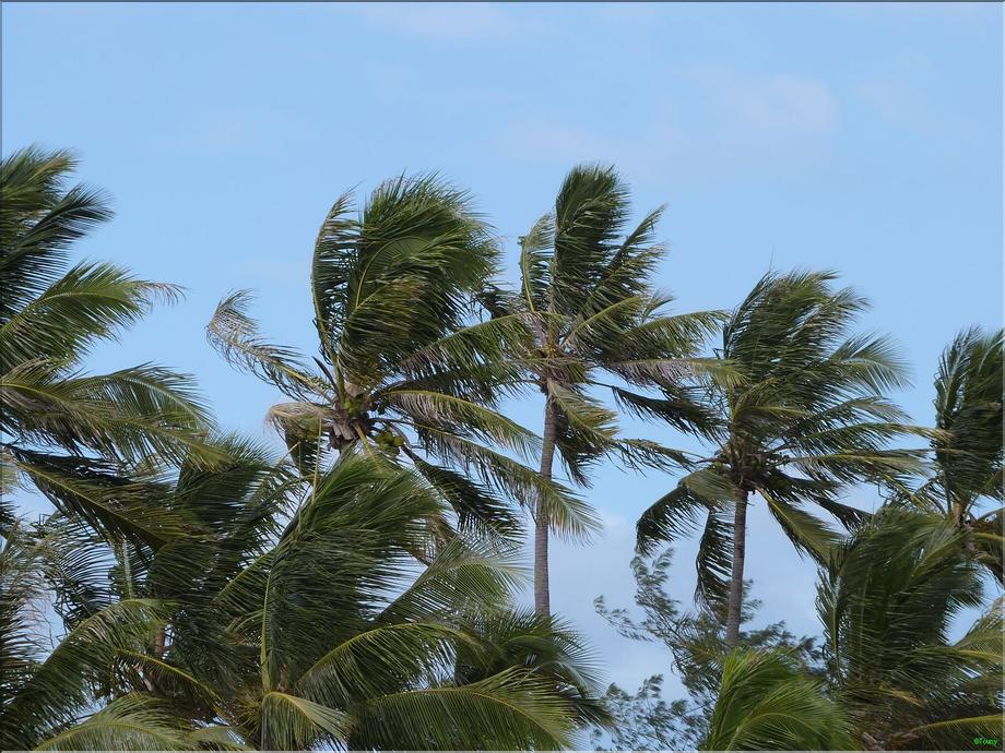 palmiers à l'anse Vata