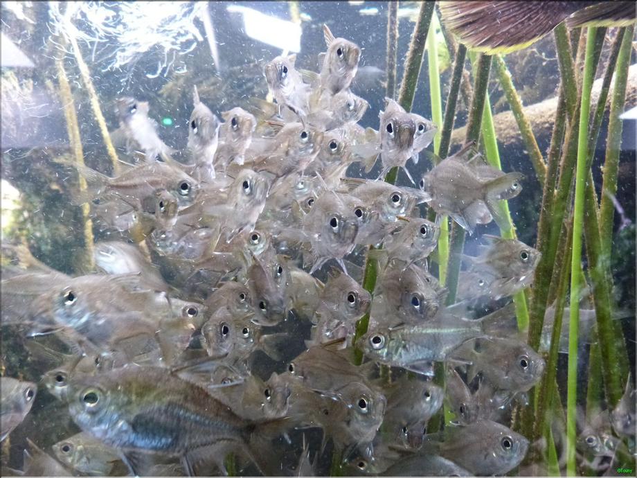 aquarium de Nouméa