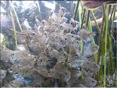 aquarium de Nouméa