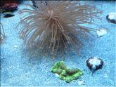 aquarium de Nouméa