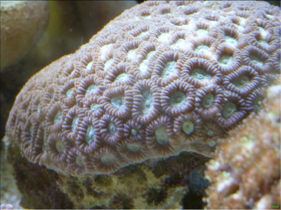 aquarium de Nouméa