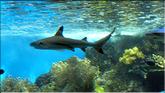aquarium de Nouméa
