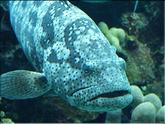 aquarium de Nouméa