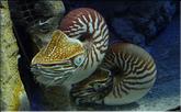 aquarium de Nouméa