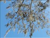 baie des citrons
