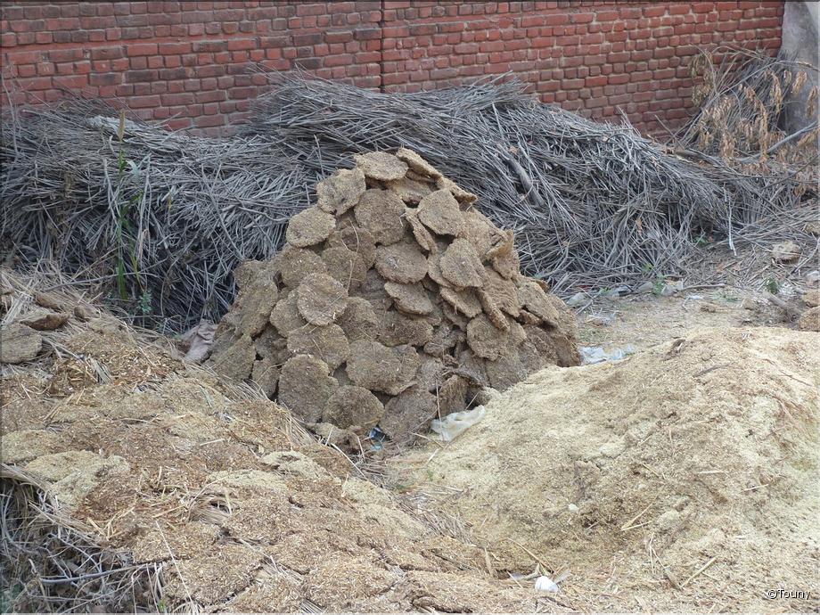 Rajasthan - bouses séchées pour chauffer