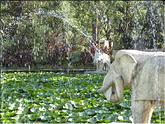 Udaipur - jardin Sahelion Ki Bari