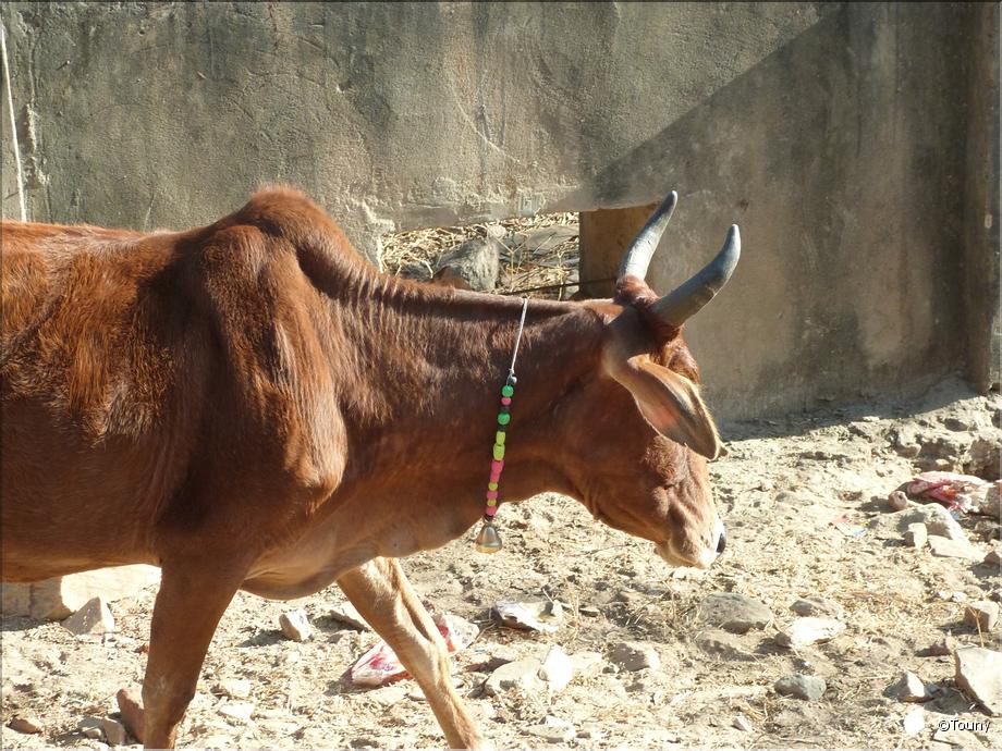 vache coquette