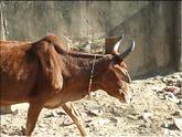 vache coquette