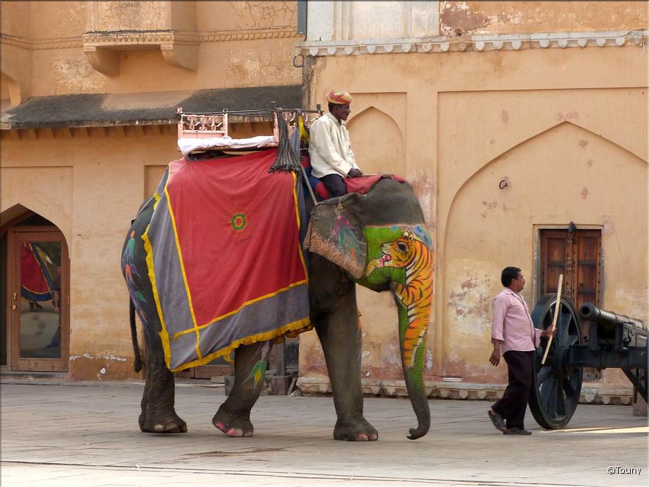 Jaipur - fort d'Amber - éléphant