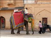 Jaipur - fort d'Amber - éléphant