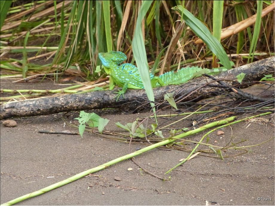 basilicus plumifrons