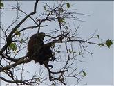 singes hurleurs