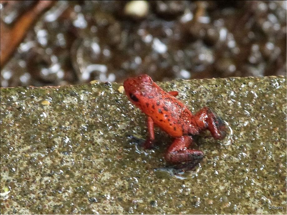 oophaga granuliferus
